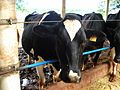 Vacas para Ordenha - USP - Pirassununga - panoramio.jpg