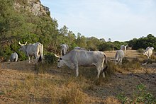 Vacas Maremma.jpg