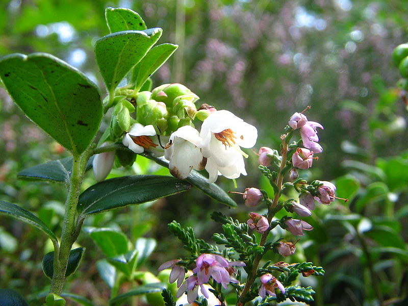 File:Vaccinium vitis-idaea (2005 09 18).jpg