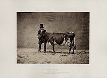Photo noir et blanc montrant une vache pie tenue par un homme en redingote et haut de forme devant une tenture de fond.