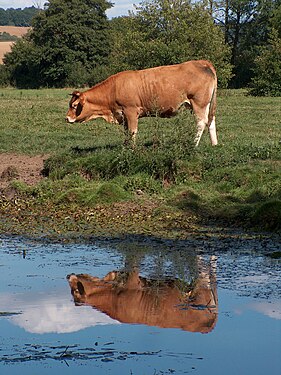 Cow near the Serein river