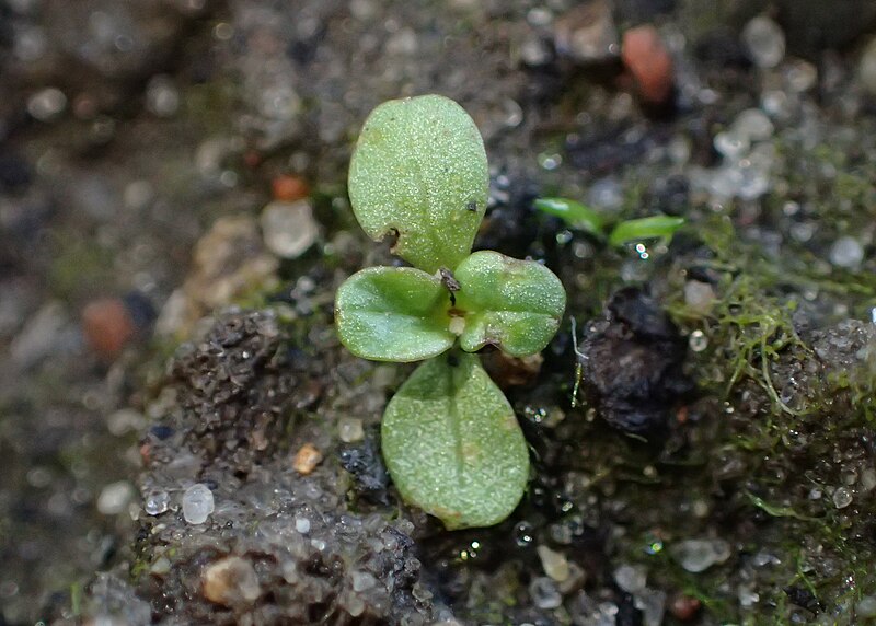 File:Valerianella coronata kz12.jpg