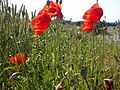 Rød Valmue i vejkant ved hvedemark. Blomster og frugtkapsler.