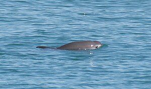 The vaquita (Phocoena sinus) is a critically endangered porpoise species endemic to the northern part of the Gulf of California.