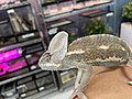 Veiled chameleon (Chamaeleo calyptratus), Entomica 4.jpg