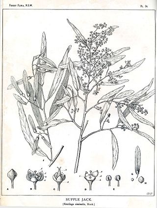 <i>Ventilago</i> Genus of flowering plants