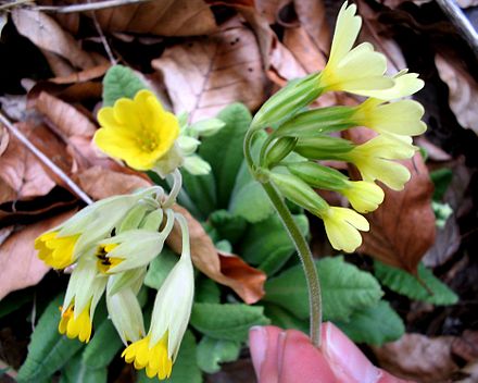 Примула высокая. Примула elatior. Примула высокая (Primula elatior),. Первоцвет Элатиор. Первоцвет весенний.