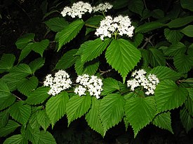 Viburnum wrightii 1.JPG