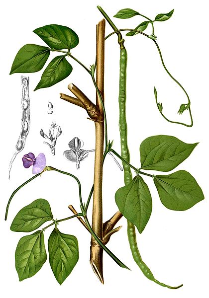 File:Vigna unguiculata Blanco2.286-cropped.jpg