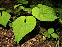 花後、展開した葉と果実。