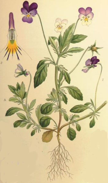File:Viola tricolor styvmorsviol.jpg