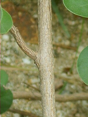 Vitex trifolia subsp. litoralis 06.jpg