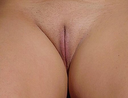ไฟล์:Vulva1.jpg
