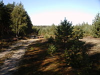 WaldKraupa1.jpg