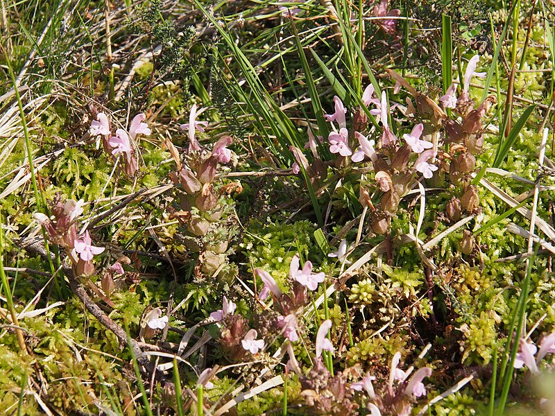 File:Waldläusekraut (Pedicularis sylvatica)@03.jpg