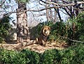 English: Male African lion Panthera leo in Smithsonian National Zoological Park in Washington, D.C.