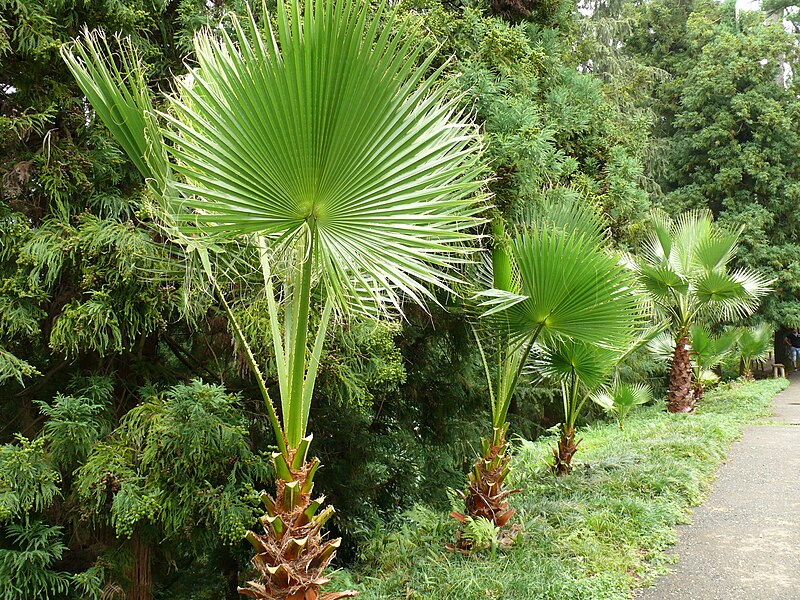 File:Washingtonia.JPG