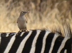 Wattled Starling Creatophora cinerea on Zebra in Tanzania 0912 cropped Nevit.jpg