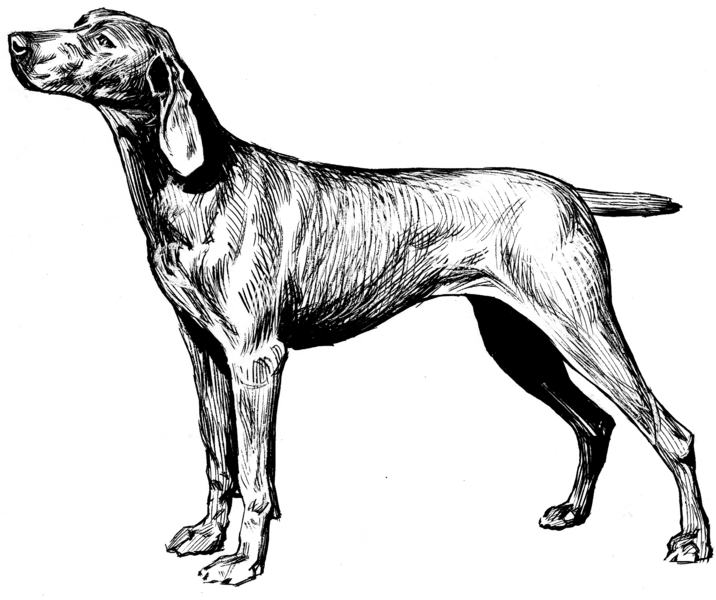 File:Weimaraner (PSF).png