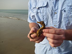 West African Seahorse imported from iNaturalist photo 94945371 on 21 April 2022.jpg