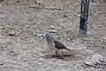 White-tipped dove (45996936155).jpg