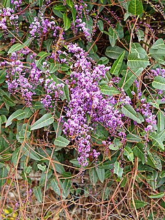<i>Hardenbergia violacea</i> Species of plant