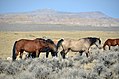 Wild Mustangs in Wyoming.jpg