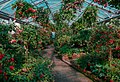 * Nomination Fuchsia greenhouse, Wilhelma, Stuttgart --Llez 06:47, 24 July 2022 (UTC) * Promotion Correct me if I'm wrong, but it seems to me that there is purple CA on parts of the ceiling and windows. Otherwise beautiful. -- Ikan Kekek 02:18, 25 July 2022 (UTC)  Done Thanks --Llez 10:09, 25 July 2022 (UTC)  Support Not perfect to my eyes but much better, and I'll support because the overall quality is good. -- Ikan Kekek 20:08, 25 July 2022 (UTC)