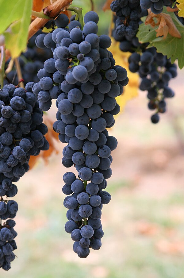 Wine grapes on Long Island