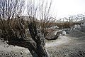 Winter.tree.ladakh.jpg