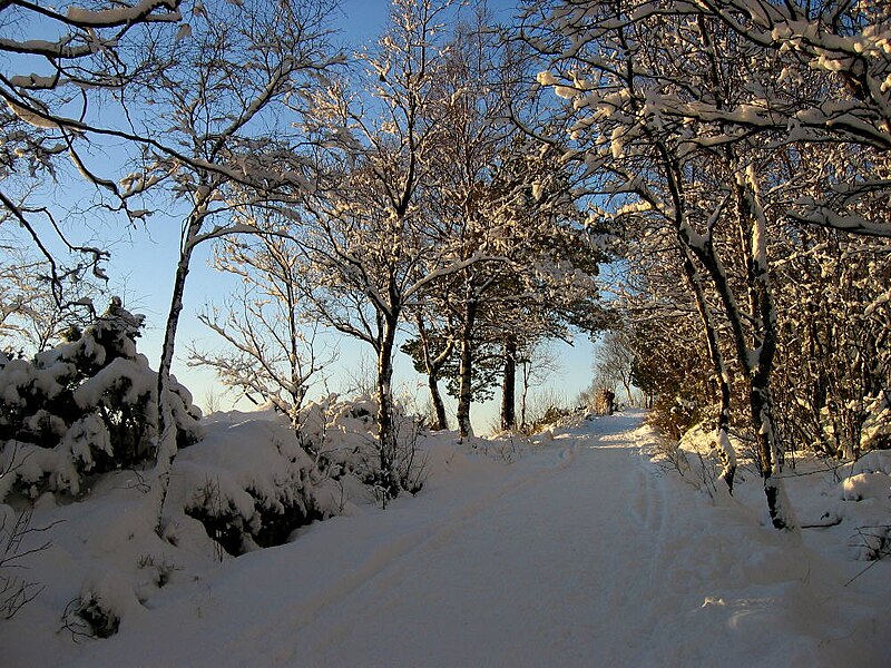 File:Winter 04 small.JPG