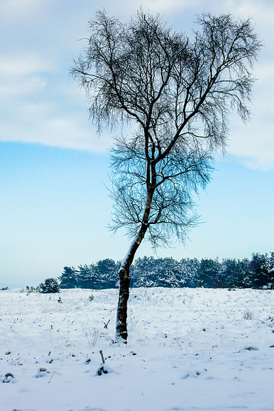 File:Winter op de Roosendaalse heide.jpg