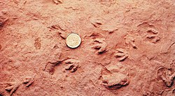 World's smallest dinosaur tracks found at Wasson Bluff, Nova Scotia, Canada in 1984.jpg