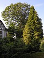 Um bordo sicômoro (Acer pseudoplatanus)