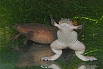 Miniatura Xenopus tropicalis