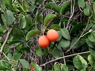<i>Ximenia americana</i> species of plant