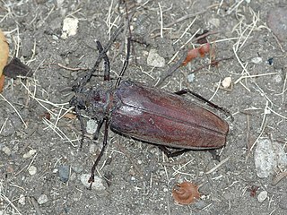 <i>Xixuthrus domingoensis</i> Species of beetle