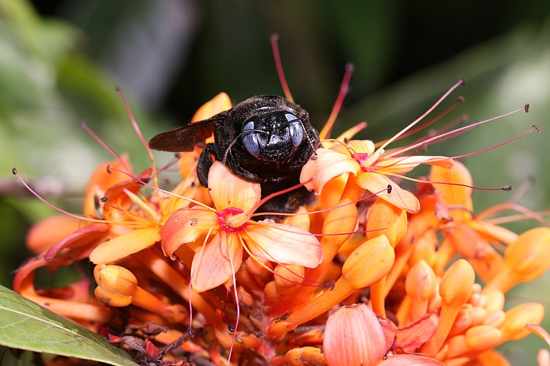 File:Xylocopa sp.close up (6).JPG - Photo by V C Balakrishnan.jpg