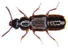 Xylodromus brunnipennis (Stephens, 1832) (3018626829).jpg