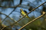 Thumbnail for File:Yellow-green Vireo - Panama MG 2126 (23015713201).jpg