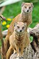 Yellow mongoose, Cynictis penicillata