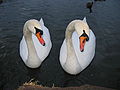 young swan pair on a lake in Berlin