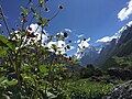 "Flowers Blossom At valley of flowers Chamoli, India" 32.jpg