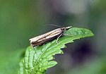 Thumbnail for File:(1301) Crambus lathoniellus - Flickr - Bennyboymothman.jpg