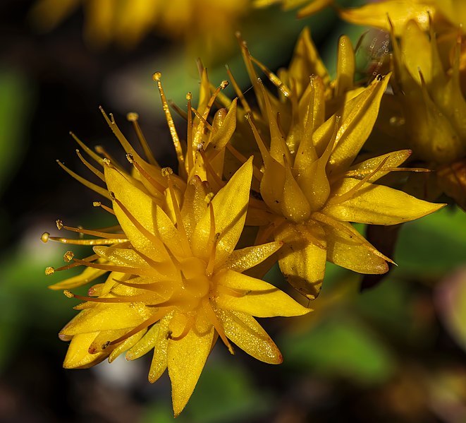 File:(MHNT) Sedum spathulifolium - Flowers - Boileau, Bouloc, France.jpg