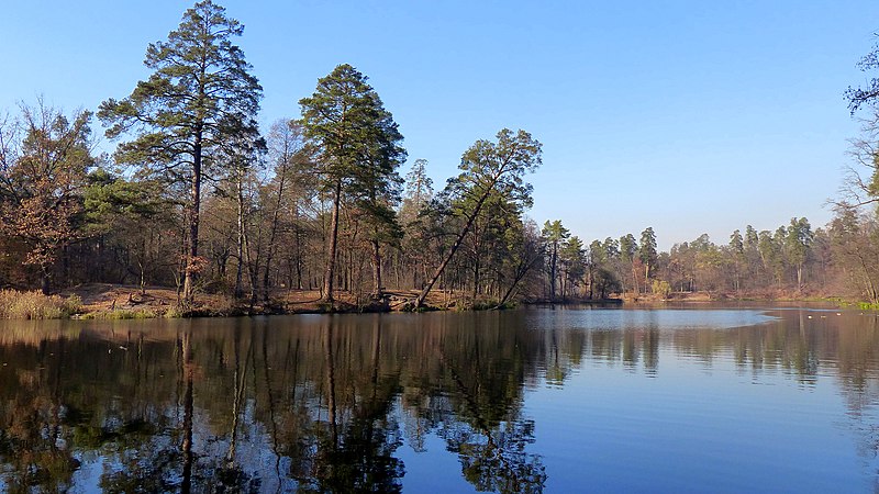 File:«Пуща-Водиця», ставок Горащиха та три сосни.JPG