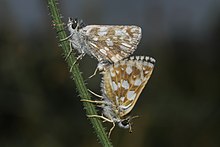 Mating pair of Oberthur's Grizzled Skipper (Pyrgus armoricanus) Ciftlesen zipzip kelebekleri.jpg