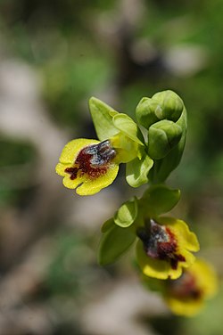 Οφρύς η κίτρινη (Ophrys lutea), Περιοχή Αργαλαστής, Πήλιο, Μαγνησία