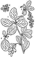 Berberis vulgaris L. 1 — Ветка с плодами. 2 — Ветка с цветами. 3 — Цветок. 4 — Побег с колючкой.