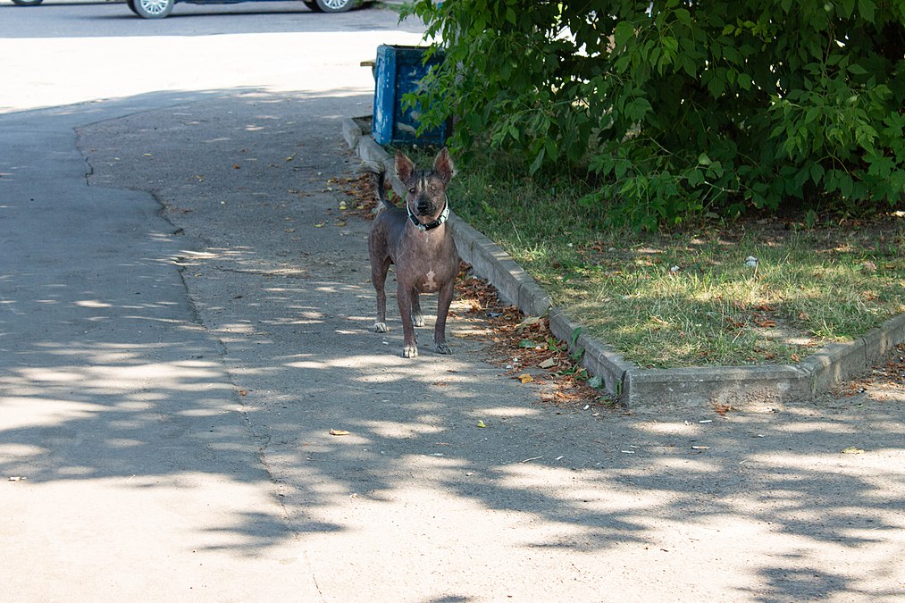 Some of them, like this one-eyed xoloitzcuintle, had their own reasons to be afraid of people